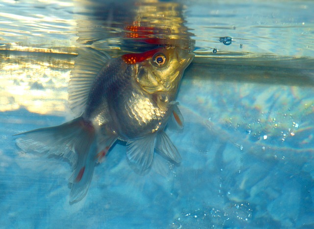 金魚が激しく口をパクパクする原因と対策を解説します 水面 水中 水底 クマブログ