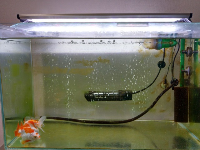 金魚水槽 照明 ライトは必要 導入すべき3つの理由 点灯時間と併せて解説します クマブログ